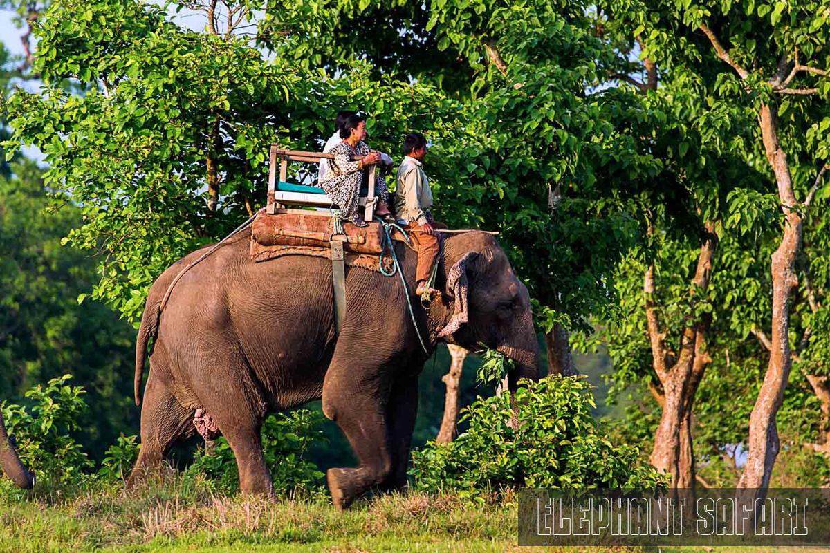 Elephant Safari Chitwan