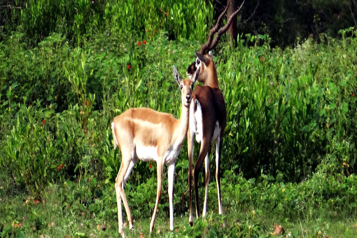 Bardia National Park Tour